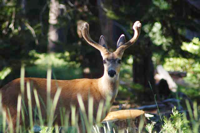 deer on Highway 89